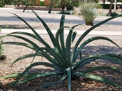 Agave vivipara