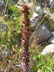 Digitalis parviflora