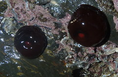 Actinia ebhayiensis