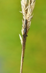 Tetragnatha nigrita