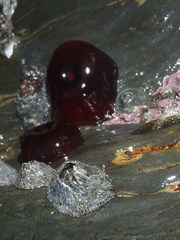 Actinia ebhayiensis