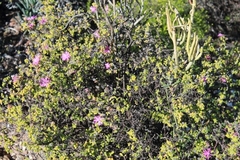 Drosanthemum globosum