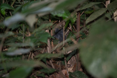 Myrmoborus myotherinus