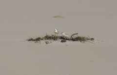 Charadrius marginatus arenaceus