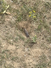 Thomomys talpoides