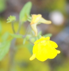 Hemimeris gracilis