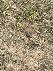 Thomomys talpoides