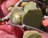 Roepera cordifolia image