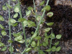 Lepidium heterophyllum