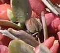 Roepera cordifolia image
