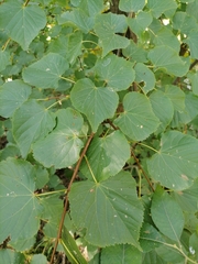 Tilia cordata