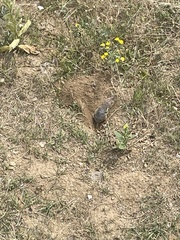 Thomomys talpoides