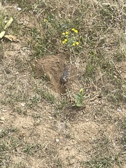 Thomomys talpoides