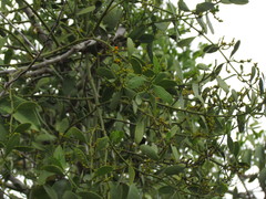 Phoradendron quadrangulare