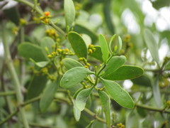 Phoradendron quadrangulare