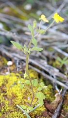 Hemimeris gracilis