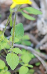 Hemimeris gracilis