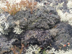 Protopannaria pezizoides