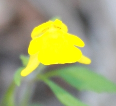 Hemimeris gracilis