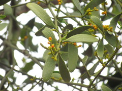 Phoradendron quadrangulare