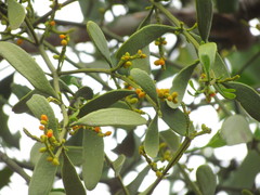 Phoradendron quadrangulare