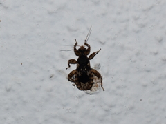Homalocoris