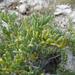 Tetraena cylindrifolia - Photo (c) Alex Dreyer,  זכויות יוצרים חלקיות (CC BY-NC), הועלה על ידי Alex Dreyer