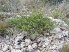 Tetraena cylindrifolia image