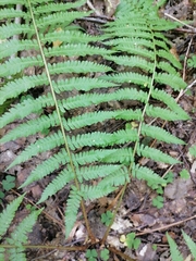 Dryopteris filix-mas