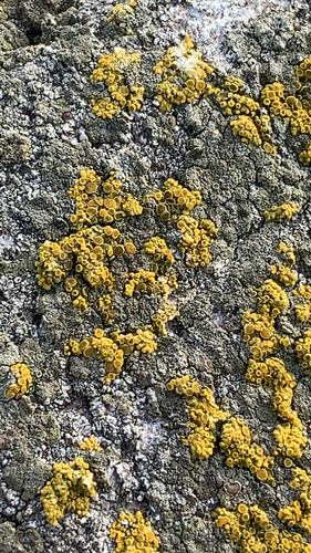 svietivček (Candelariella)