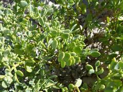 Tetraena decumbens image