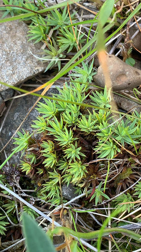 ploníček pohárovitý (Pogonatum urnigerum)