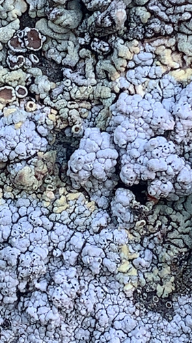 pertusária (Pertusaria)