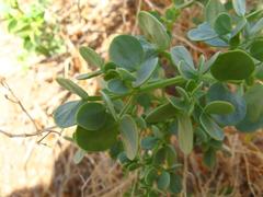 Tetraena decumbens image