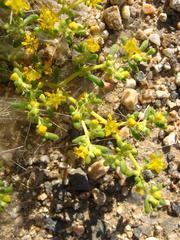 Tetraena simplex image