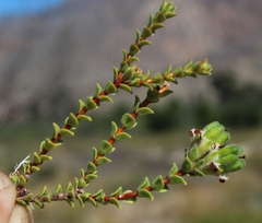 Euchaetis pungens