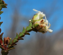 Euchaetis pungens