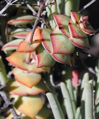 Crassula perforata perforata