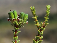 Euchaetis pungens