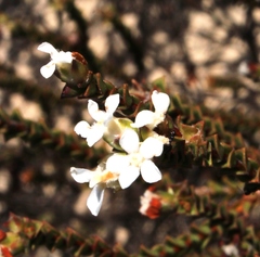 Euchaetis pungens