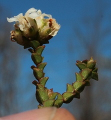 Euchaetis pungens