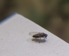 Agathomyia antennata
