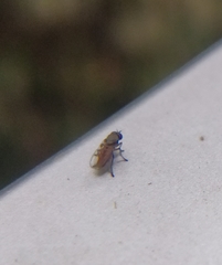 Agathomyia antennata