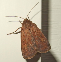 Diarsia jucunda