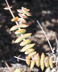Crassula perforata perforata