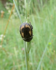Anisoplia tempestiva
