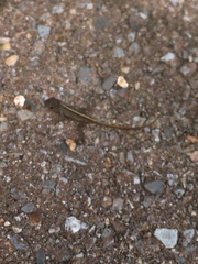 Anolis sagrei