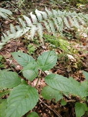 Circaea lutetiana
