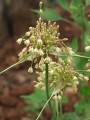 Allium longispathum