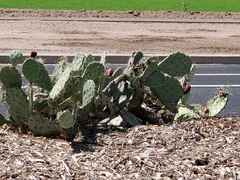 Opuntia
